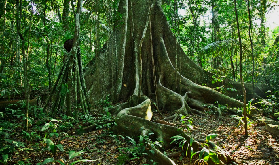 Lowland tropical forest at Cocha Cashu, Peru