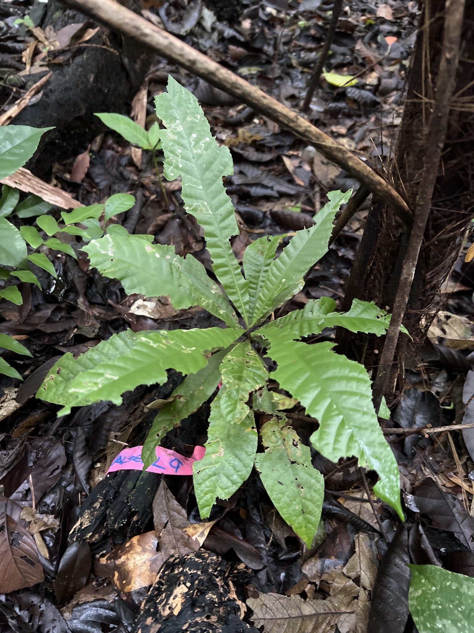 Seedling of Alseis blackiana