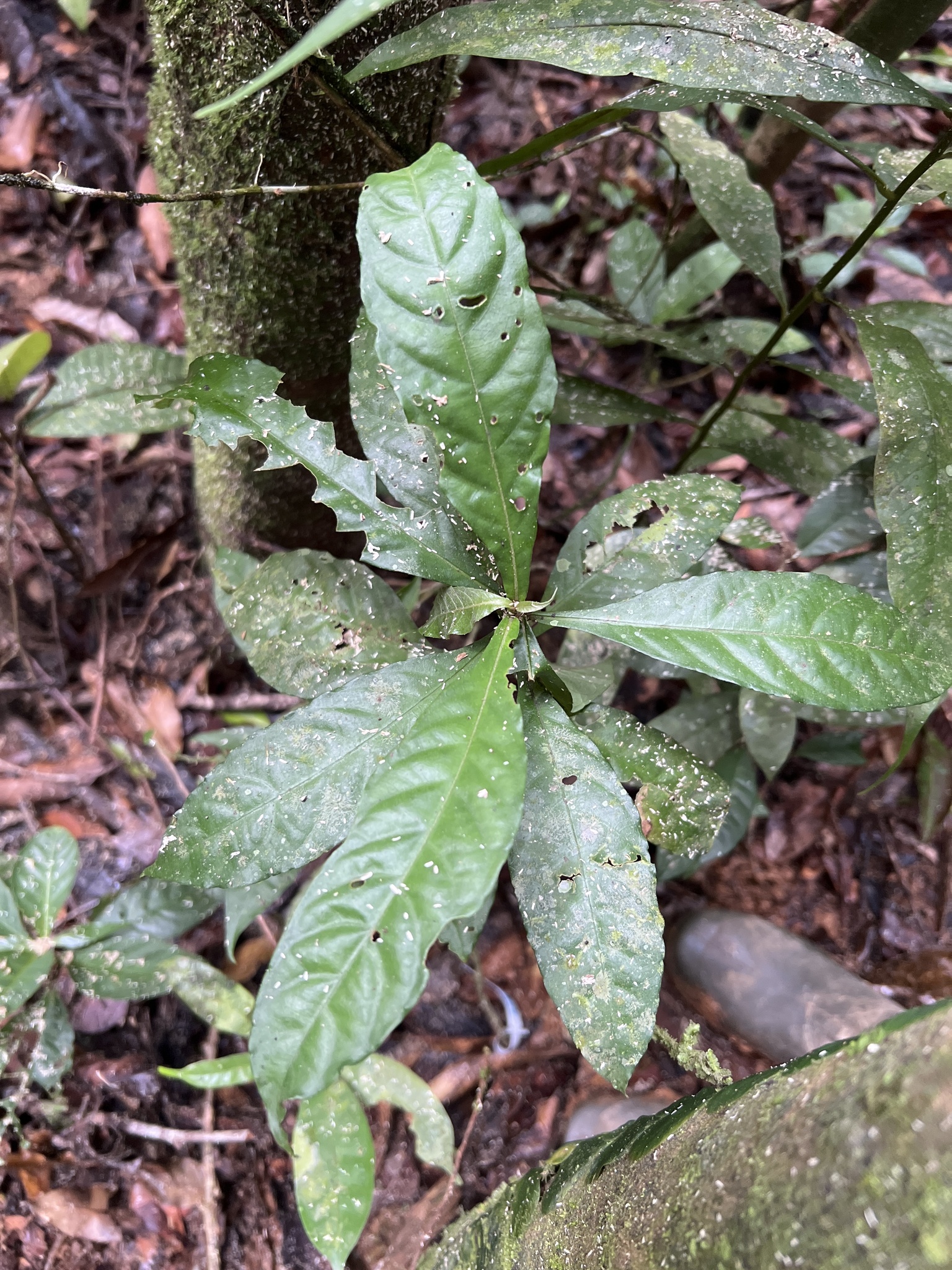 Seedling of Aphelandra scabra