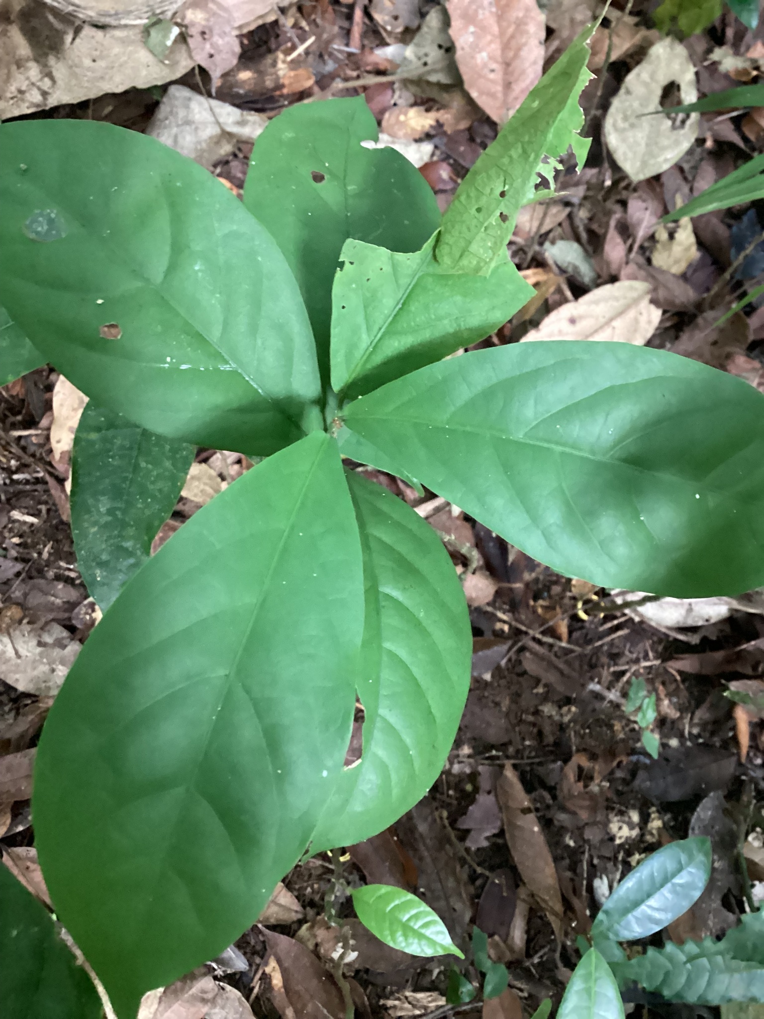 Seedling of Capparidastrum frondosum