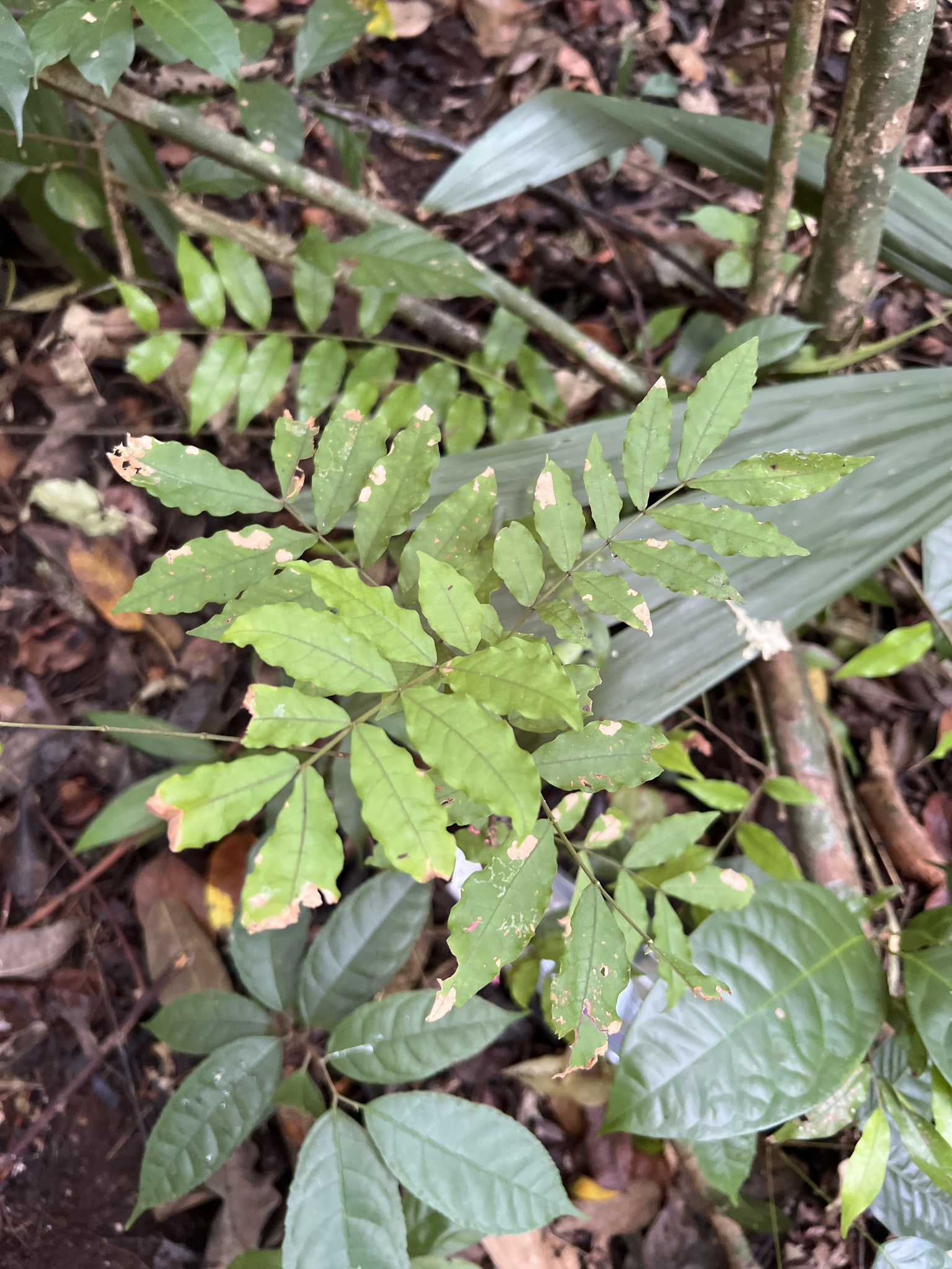 Seedling of Cojoba rufescens