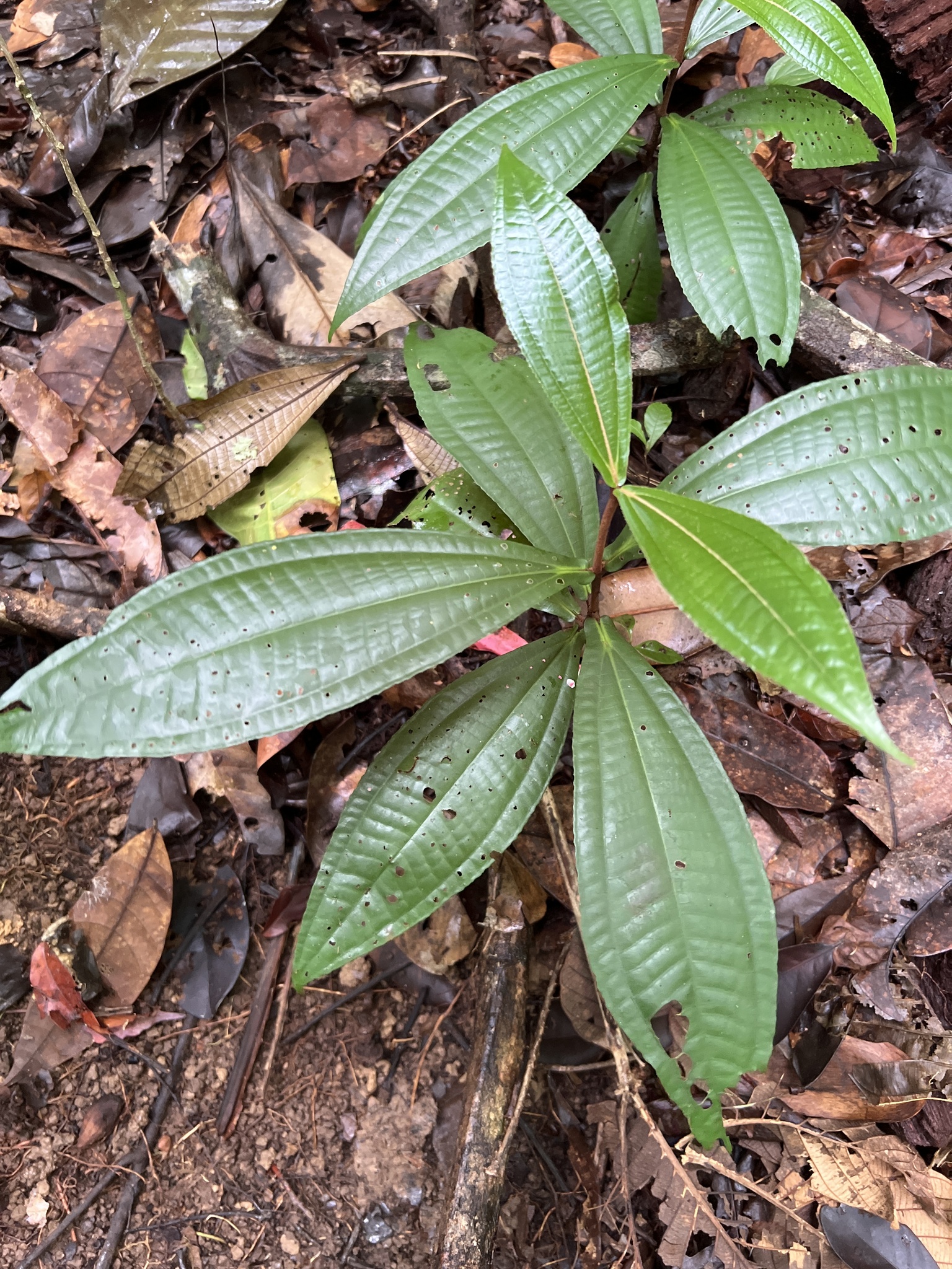 Seedling of Miconia simplex