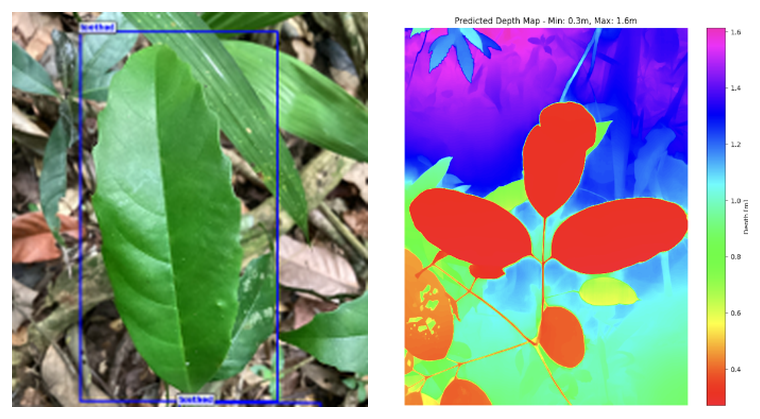 Leaf detection and AI-predicted depth map of a tropical seedling