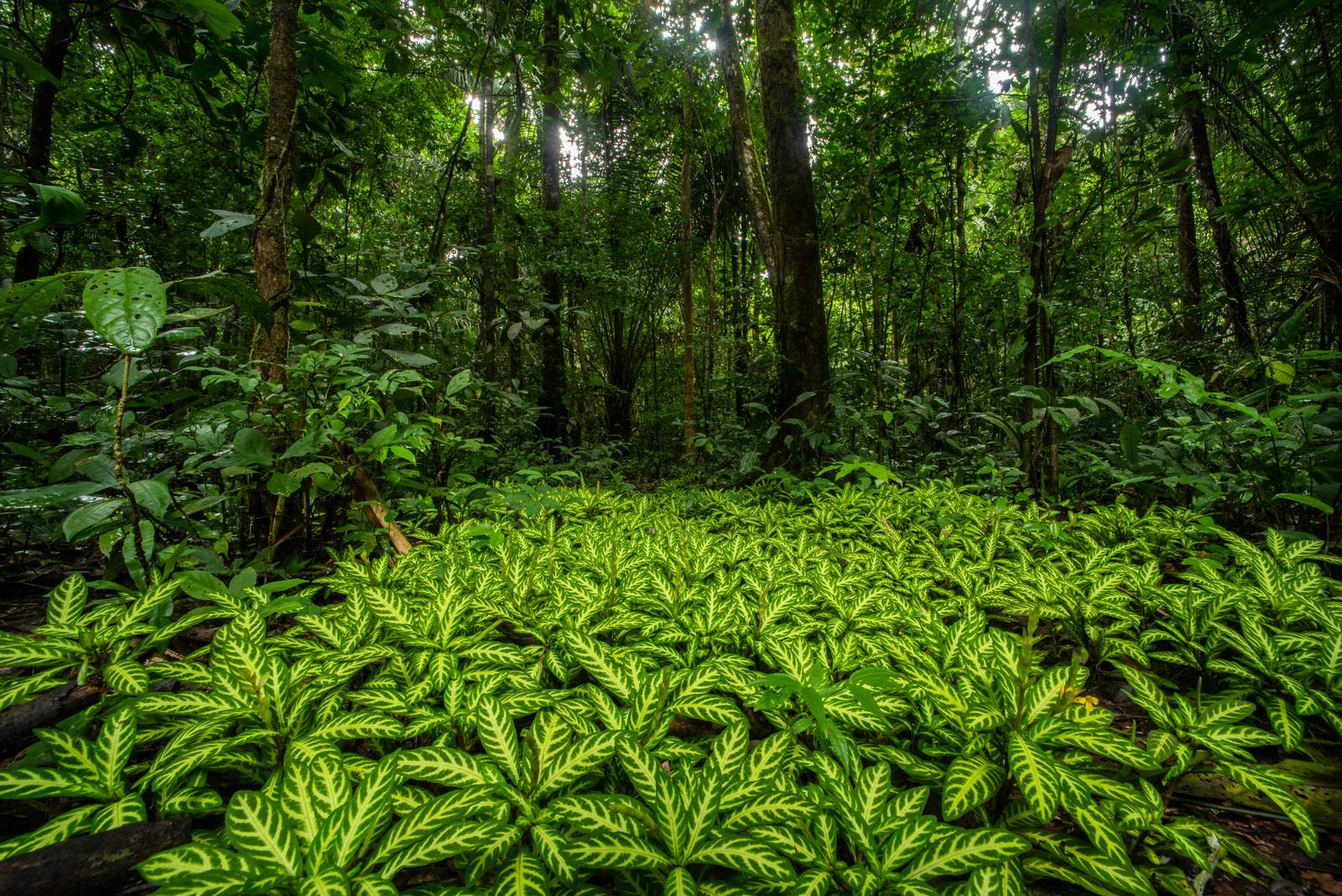 Lowland tropical forest at Barro Colorado Island, Panama