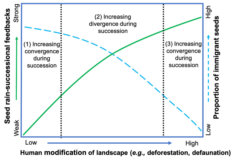Conceptual model of seed rain–successional feedbacks · Huanca-Nunez et al. 2021, Ecology