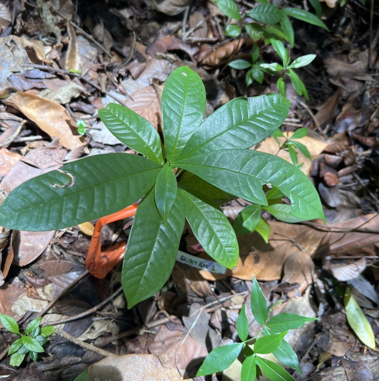 Seedling of Guatteria amplifolia
