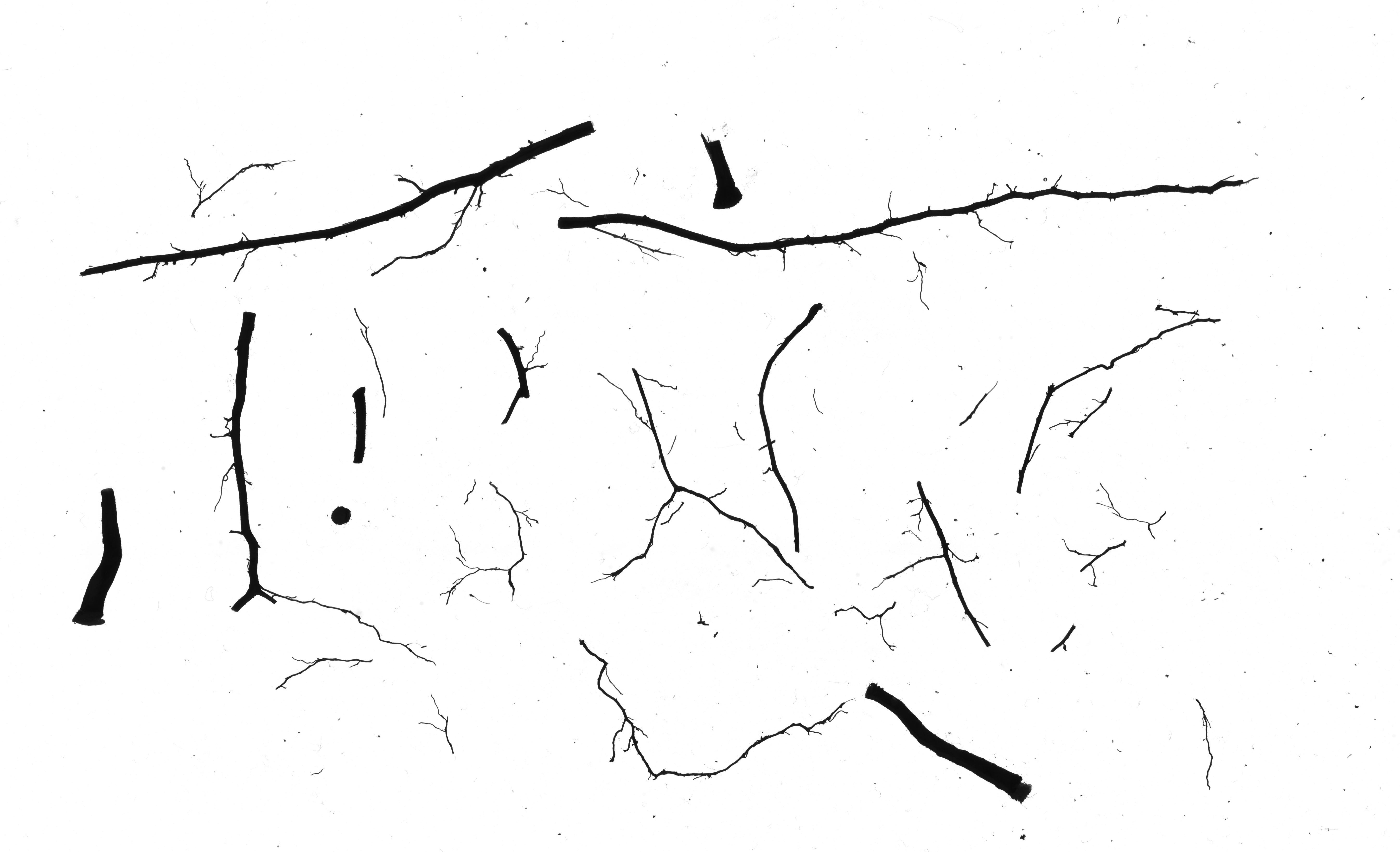 Root scan of Piper grande